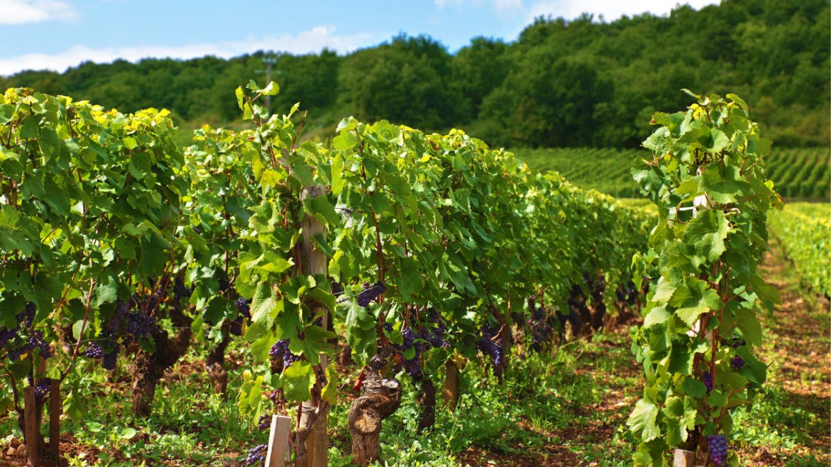 Viñedo con racimos de uva en Valle de Mamul.